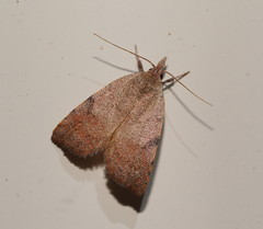 Tortricopsis semijunctella