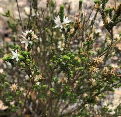 Calytrix alpestris