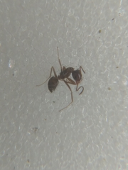 Formicidae