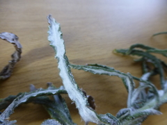 Pseudognaphalium undulatum