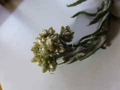 Pseudognaphalium undulatum