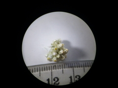 Pseudognaphalium undulatum