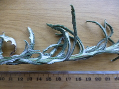 Pseudognaphalium undulatum