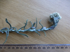 Pseudognaphalium undulatum