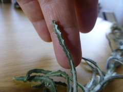 Pseudognaphalium undulatum