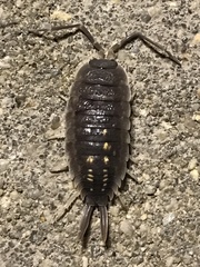 Porcellio ornatus