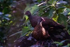 Galloperdix spadicea