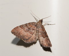 Chrysolarentia bichromata