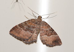 Chrysolarentia bichromata