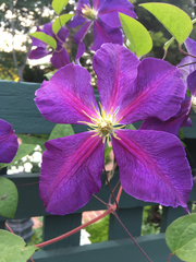 Clematis × jackmanii