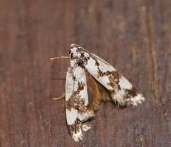 Machetis aphrobola