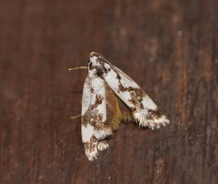 Machetis aphrobola
