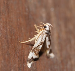 Machetis aphrobola