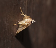 Machetis aphrobola