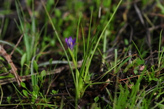 Romulea revelieri