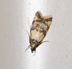 Callithauma callianthes