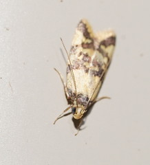 Callithauma callianthes