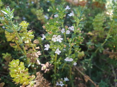 Thymus mongolicus