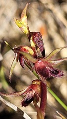 Genoplesium filiforme