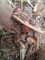 Spilostethus pacificus