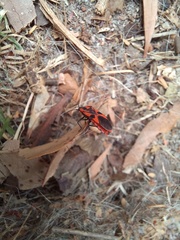 Spilostethus pacificus