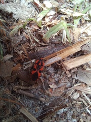 Spilostethus pacificus