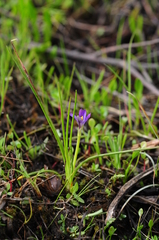 Romulea revelieri