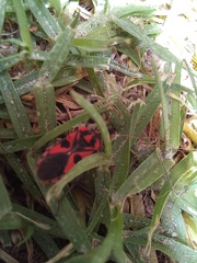 Spilostethus pacificus