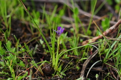 Romulea revelieri
