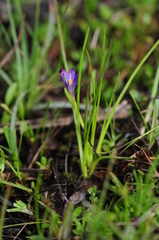 Romulea revelieri