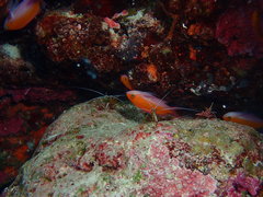 Nemanthias bicolor