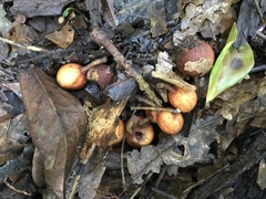 Dysoxylum parasiticum