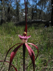 Caladenia chapmanii