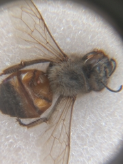 Apis mellifera