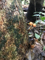 Dysoxylum parasiticum