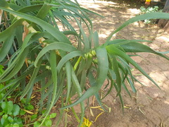 Aloiampelos striatula