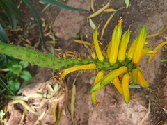 Aloiampelos striatula
