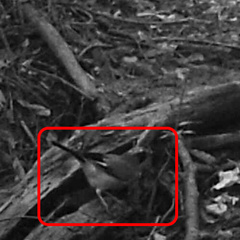 Garrulus glandarius japonicus