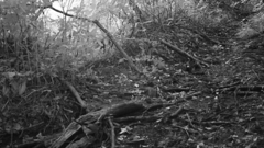 Garrulus glandarius japonicus