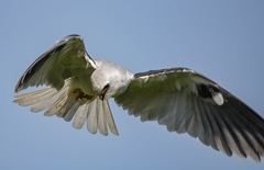 Elanus leucurus