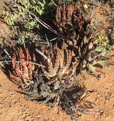 Tulista pumila