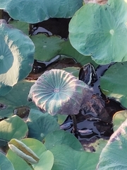 Malayemys macrocephala