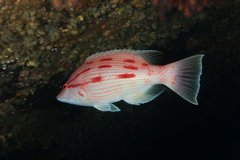 Bodianus unimaculatus