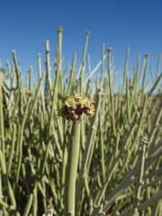 Euphorbia gregaria