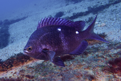 Chromis dispila