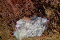 Notoclinops caerulepunctus