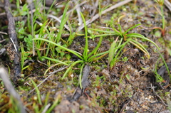 Isoetes durieui