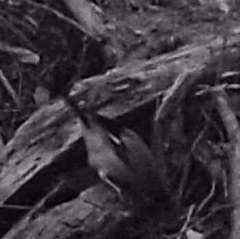 Garrulus glandarius japonicus