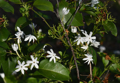 Jasminum elongatum