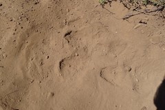 Lasiorhinus latifrons